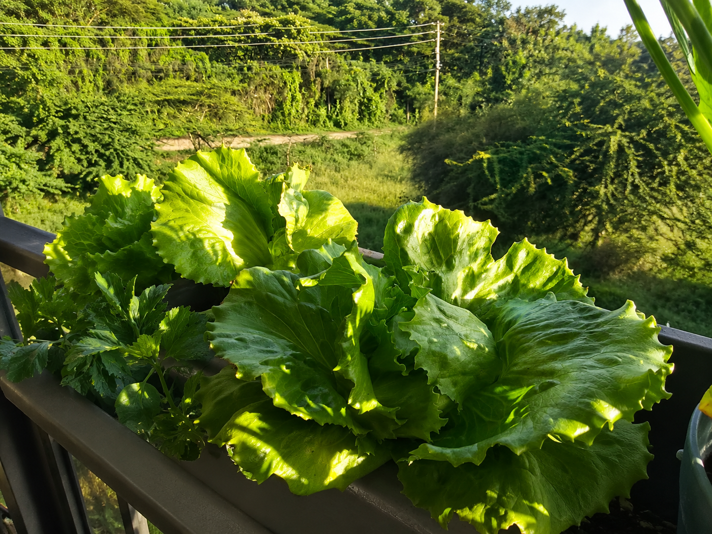 NFT system healthy greens